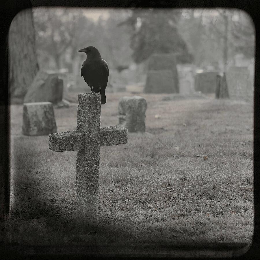 Monochrome Lone Graveyard Crow Photograph by Gothicrow Images - Fine ...