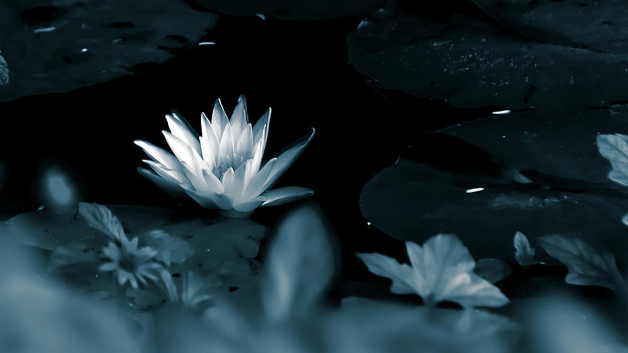 Monochrome Lotus Photograph by Mireyah Wolfe