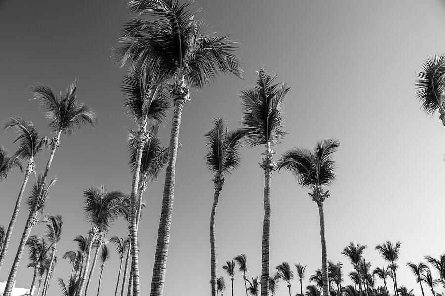 Monochrome Majesty - Upward View of Palm Trees Against the Sky Photograph by Brigitte Blanchette Thompson Monochrome Majesty - Upward View of Palm Trees Against the Sky Photograph by Brigitte Blanchette Thompson