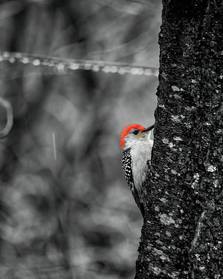 Monochrome Male Woodpecker With Red Color Splash Photograph by Charles Floyd