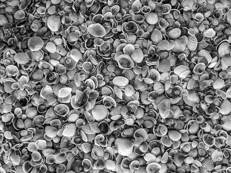 Shell Photograph - Monochrome Marine Meeting  by David Bell