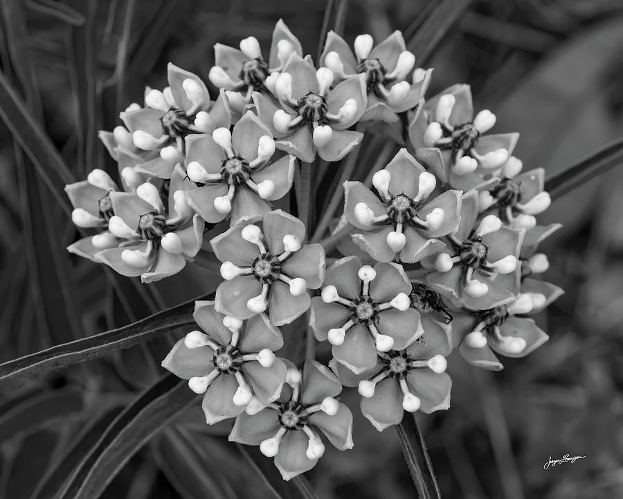 Monochrome Milkweed Photograph by Jurgen Lorenzen