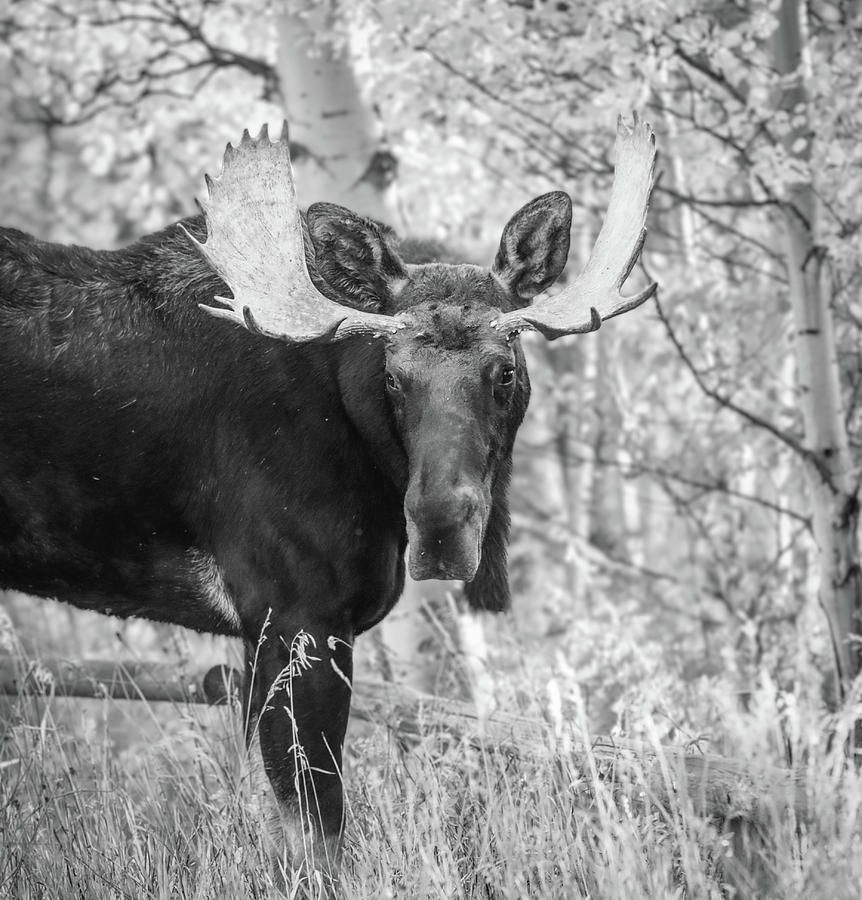 Monochrome Moose Bull Photograph by Dan Sproul