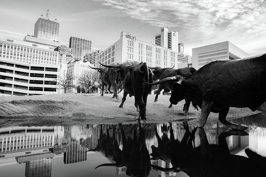 Dallas Photograph - Monochrome Morning At The Longhorn Cattle Drive In Downtown Dallas Texas by Gregory Ballos