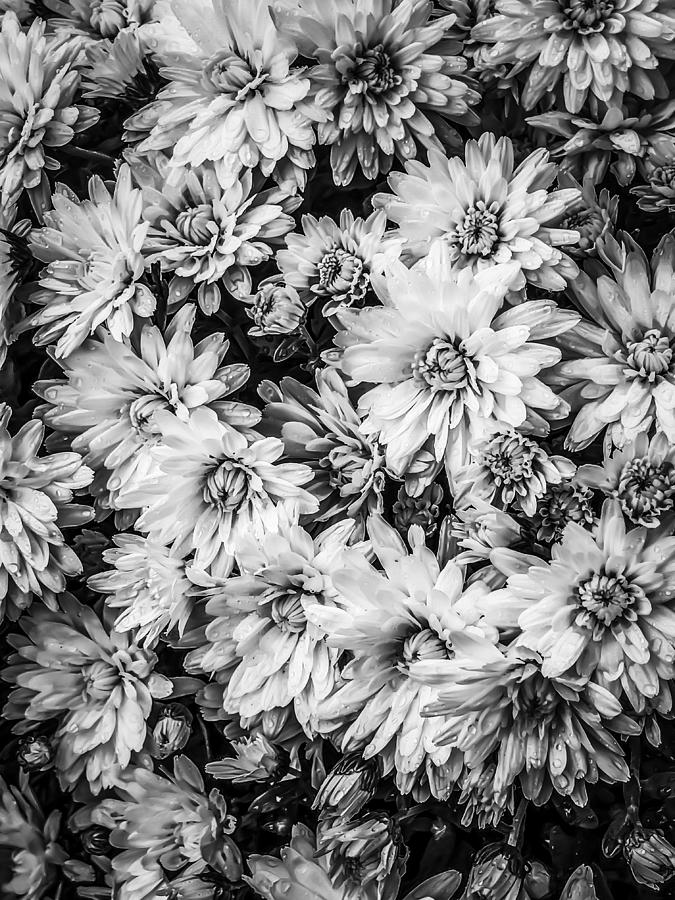 Monochrome Mums Photograph by Cate Franklyn