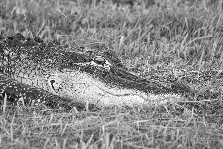 Monochrome Neighborhood Gator Photograph by Robert Wilder Jr