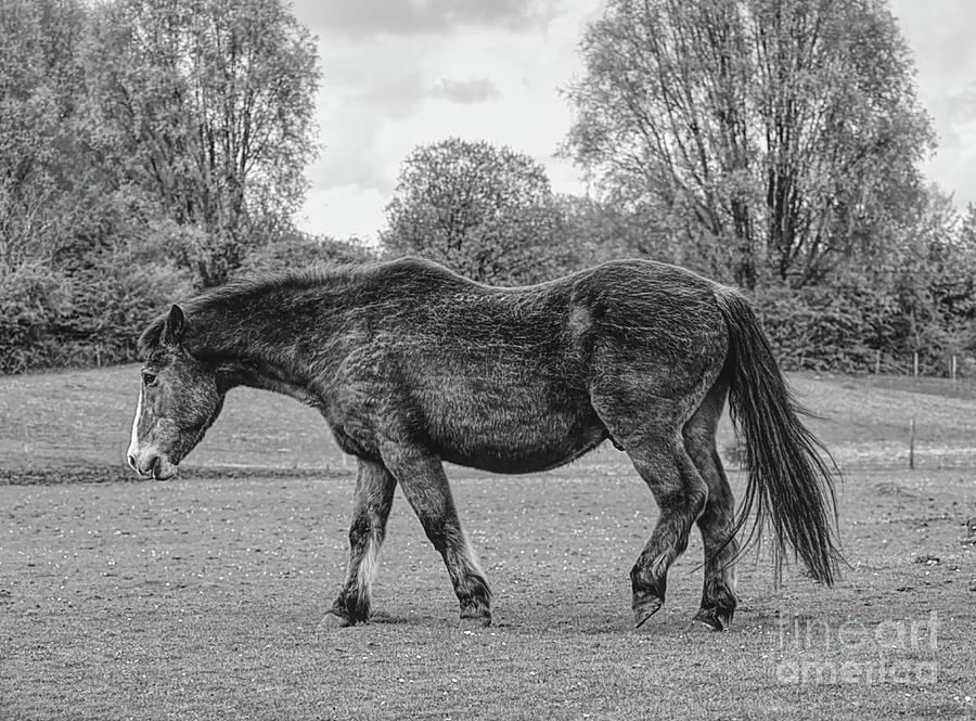Monochrome Of A Horse  At Chadderton Hall Park Manchester Uk Photograph
