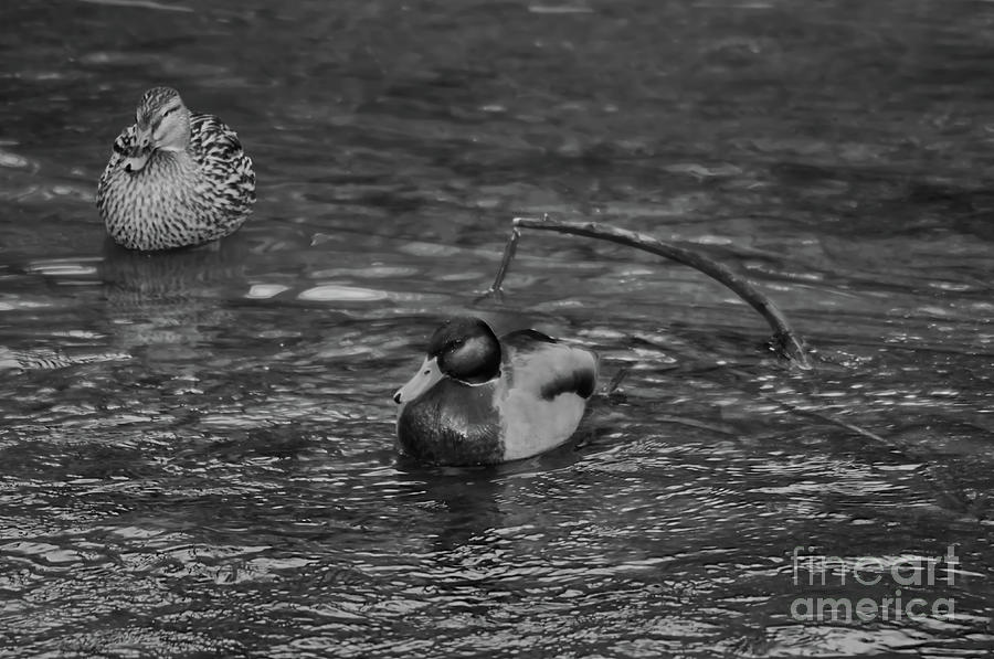 Monochrome of a male and female Mallard duck Photograph by Pics By Tony