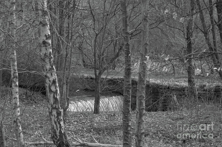 Monochrome of Waterfall in Alkington Woods Manchester UK Photograph by Pics By Tony