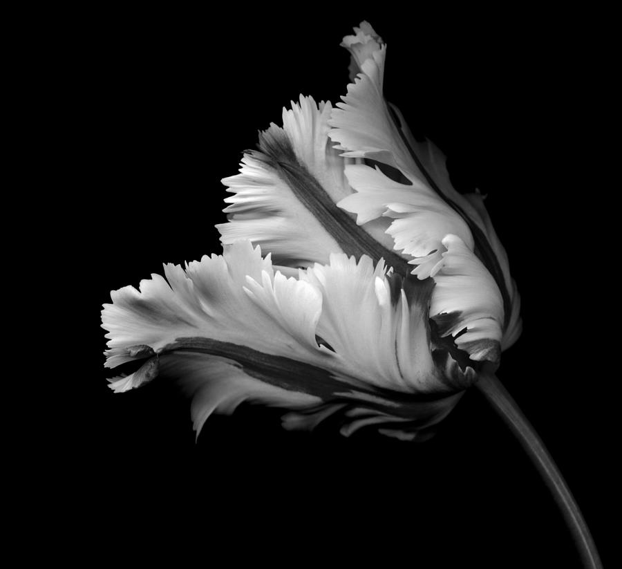 Monochrome parrot tulip on a black background Photograph by OGphoto