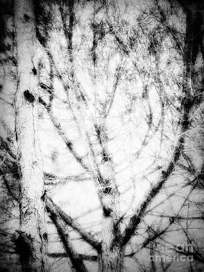 Monochrome Pine Tree Branches. Photographic Abstract Photograph