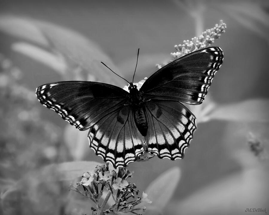 Monochrome Red-Spotted Purple Butterfly - Providence Forge, VA ...