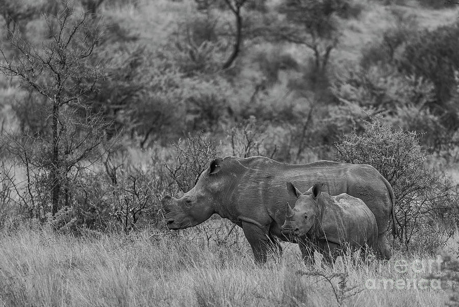 Monochrome Rhino Photograph by Brian Kamprath