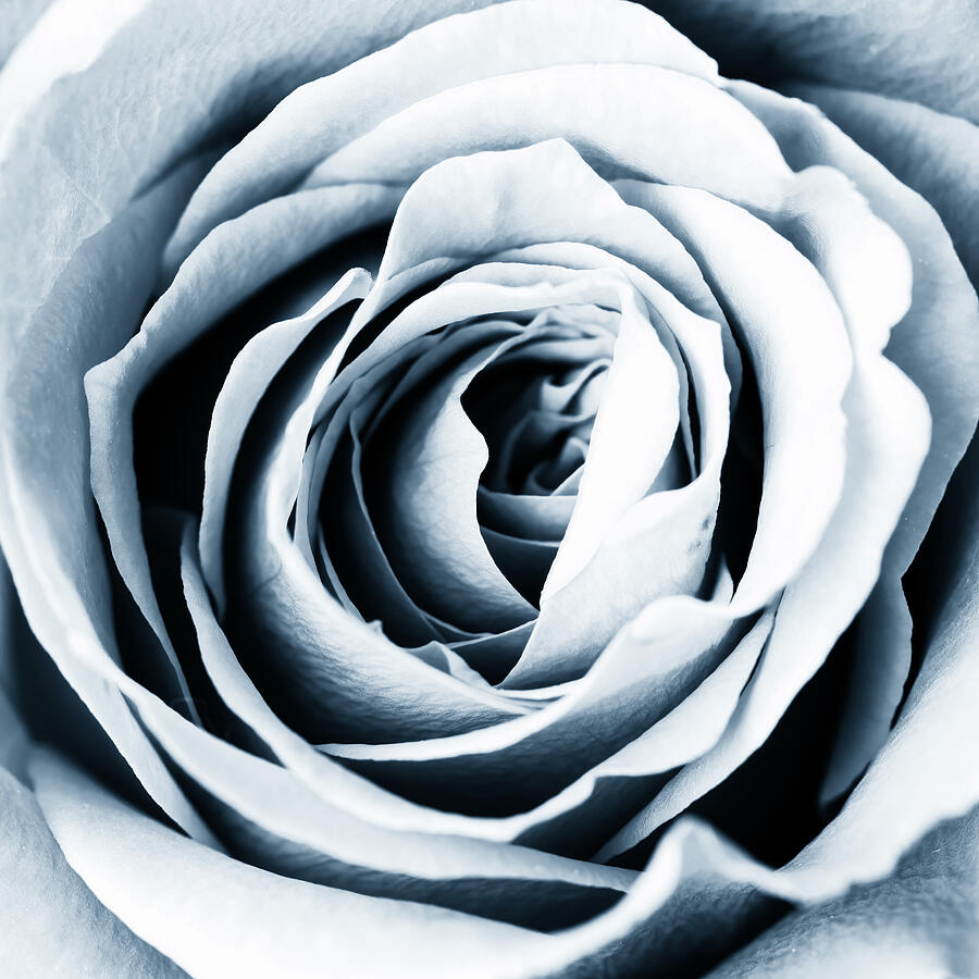 Monochrome Rose Blue Photograph by Tanya C Smith