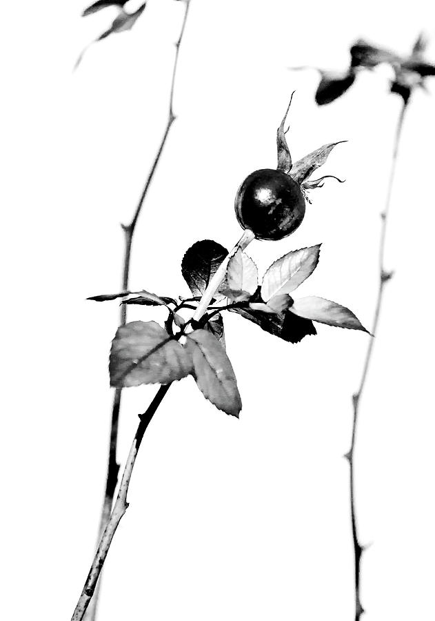 Monochrome Rose Hip Photograph by Cate Franklyn