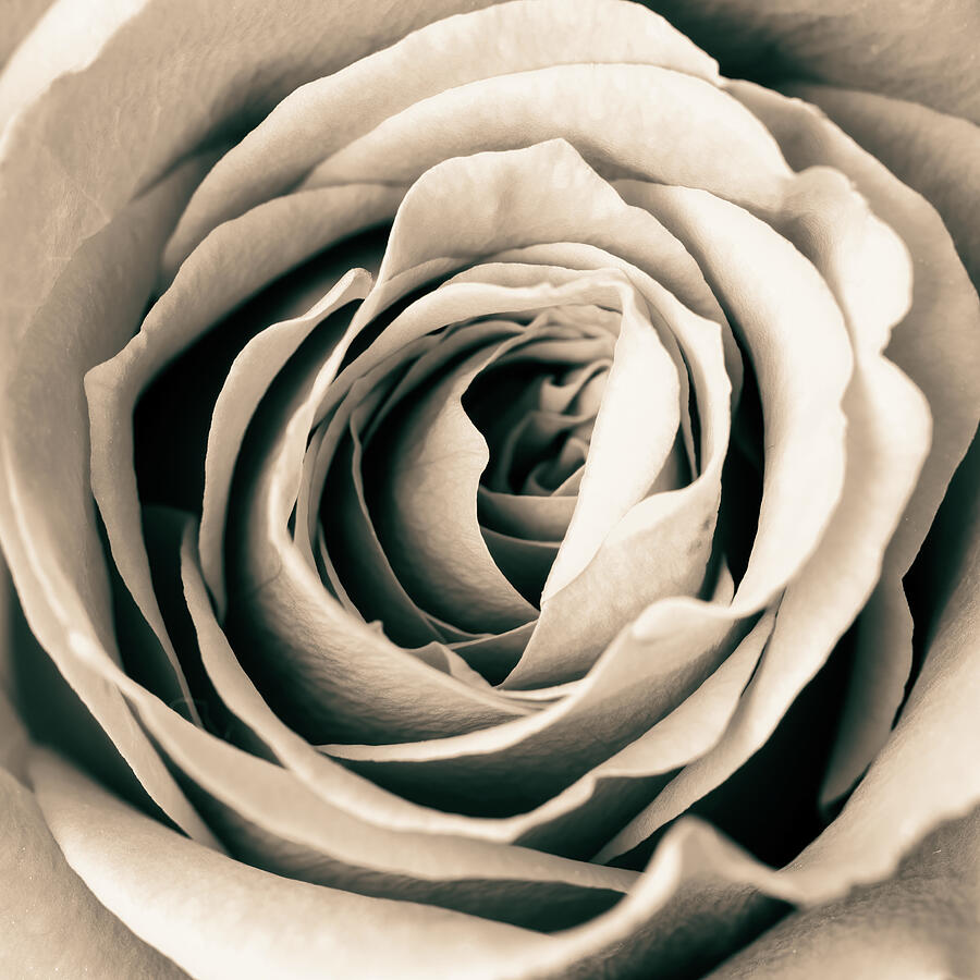 Monochrome Rose Sepia Photograph by Tanya C Smith