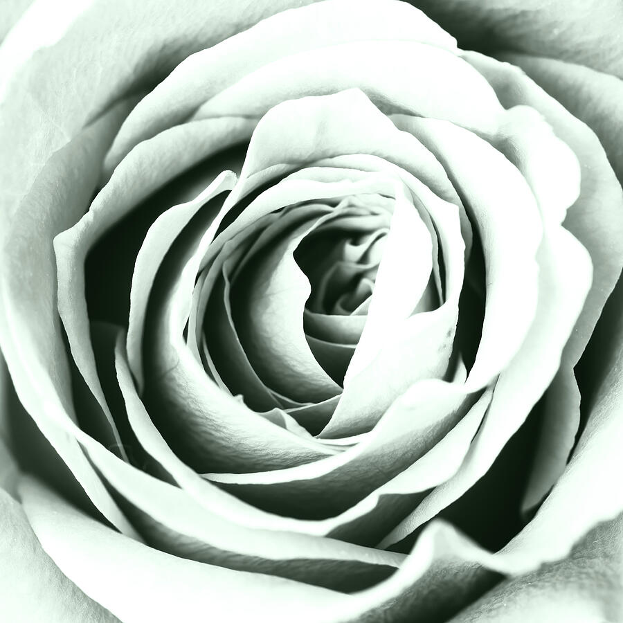 Monochrome Rose Subtle Green Photograph by Tanya C Smith