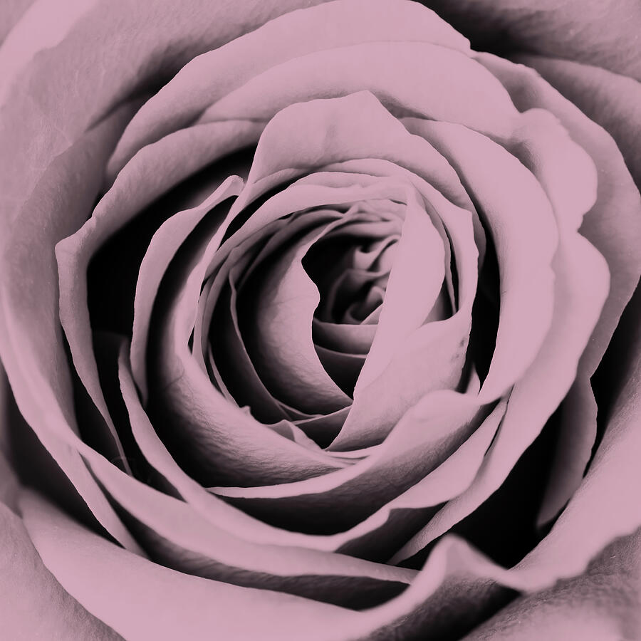 Monochrome Rose Subtle Red Photograph by Tanya C Smith