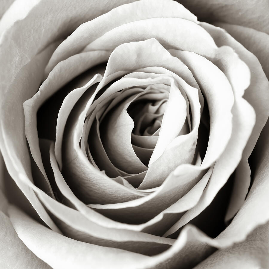 Monochrome Rose Photograph by Tanya C Smith