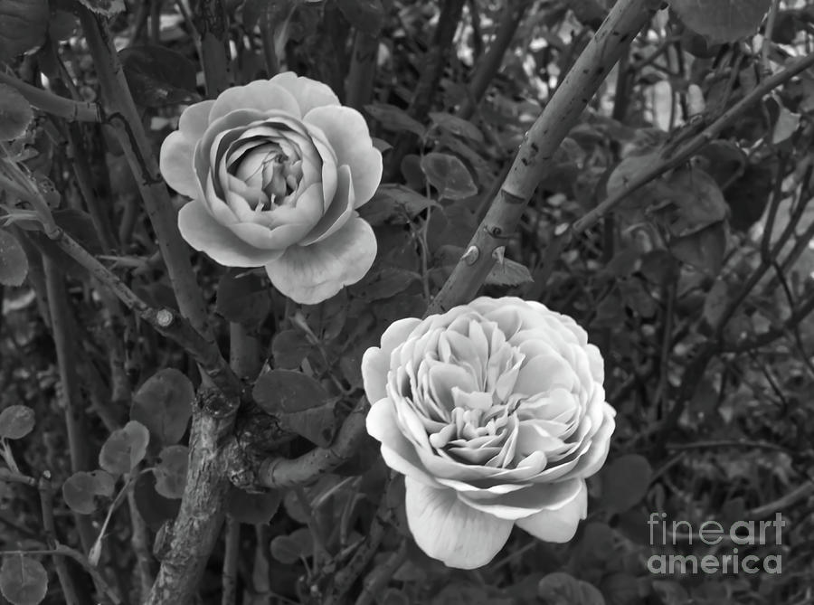 Monochrome roses Photograph by Pics By Tony