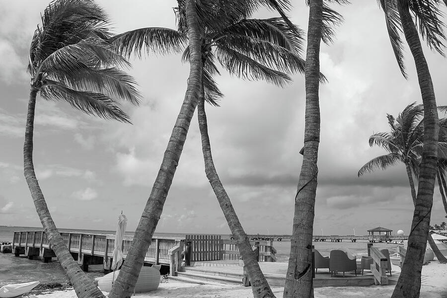 Monochrome Serenity - Palm-Framed View of Key Wests Beach Pier Photograph by Brigitte Blanchette Thompson Monochrome Serenity - Palm-Framed View of Key Wests Beach Pier Photograph by Brigitte Blanchette Thompson