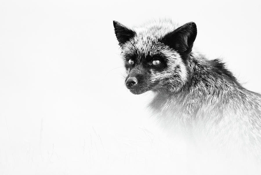 Monochrome Silver Fox Photograph by Max Waugh