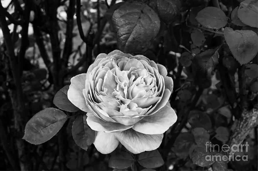 Monochrome single rose Photograph by Pics By Tony