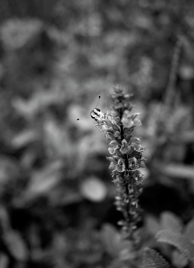 Monochrome Skipper and Sage - July 2023 Photograph by Joseph A Langley Monochrome Skipper and Sage - July 2023 Photograph by Joseph A Langley
