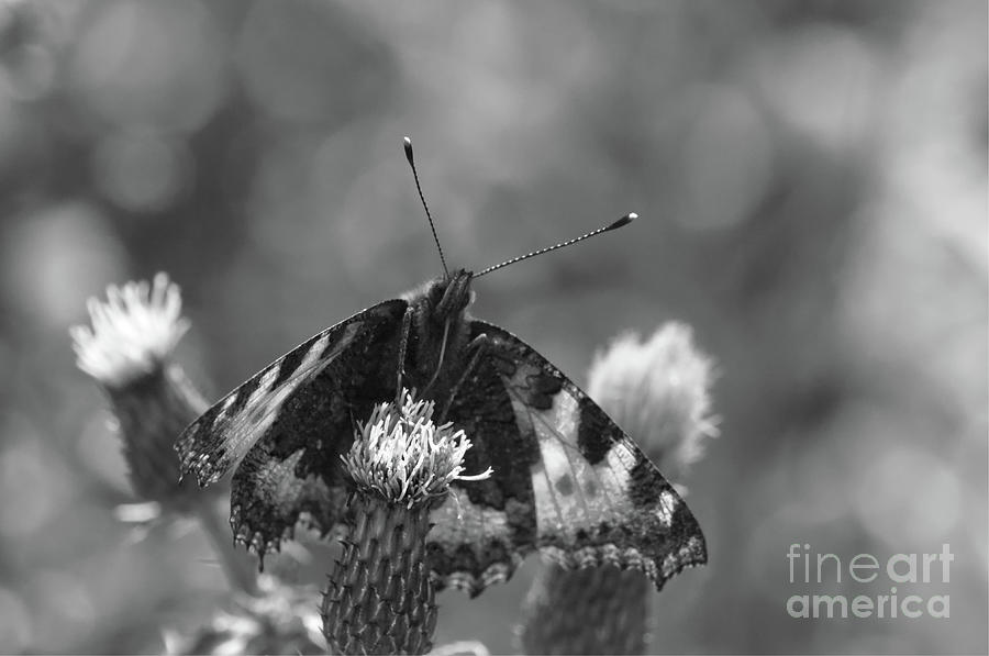 Monochrome Tortoiseshell Butterfly, taken at  Dove Stone Reservoir Photograph by Pics By Tony