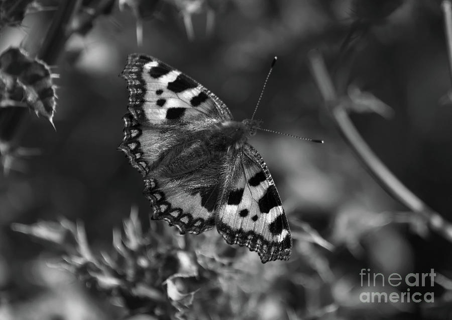 Monochrome-Tortoiseshell butterfly Photograph by Pics By Tony
