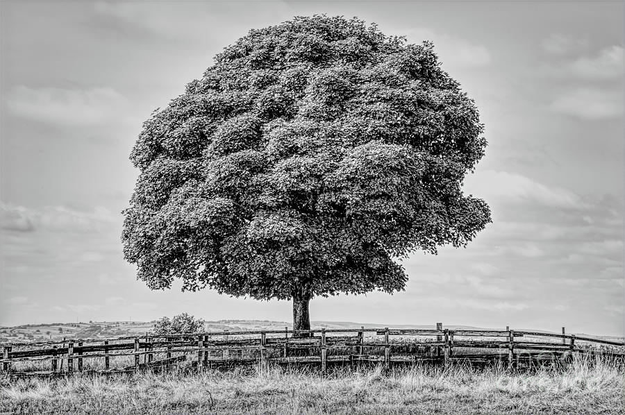 Monochrome tree in Heywood Gtr Manchester, UK Photograph by Pics By Tony
