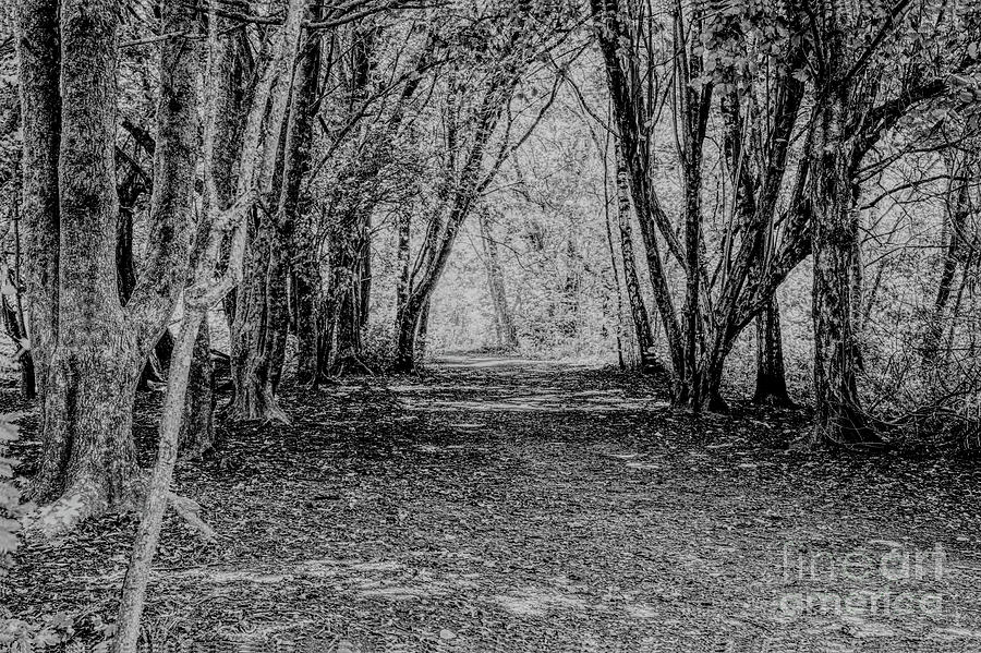 Monochrome tree-lined path Photograph by Pics By Tony