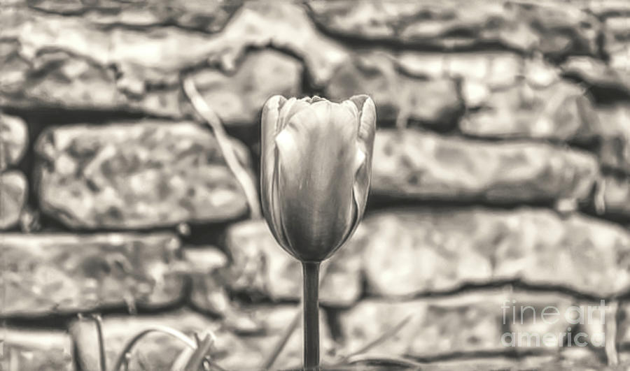 Monochrome Tulip Photograph by Pics By Tony