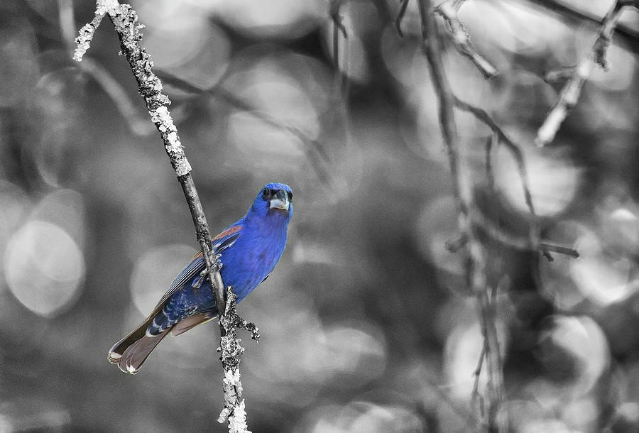 Monochrome View of Male Blue Grosbeak Clutching Tree Branch Photograph by Charles Floyd