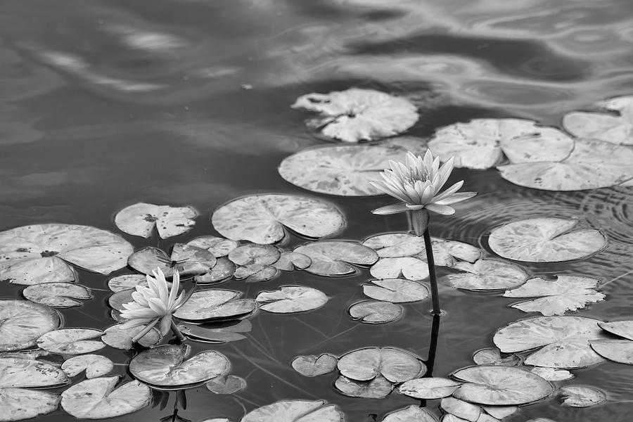 Monochrome Water Lily Dragonfly Photograph by Robert Wilder Jr
