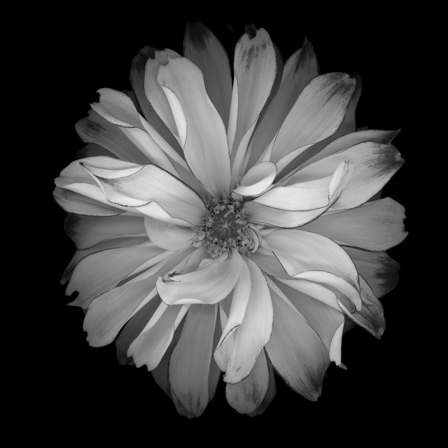 Monochrome white dahlia isolated against a black background Photograph by OGphoto