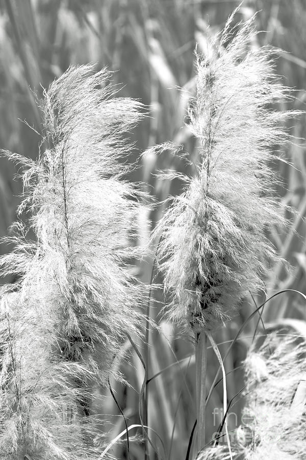 Monochrome Wild Grass Photograph by Diann Fisher - Fine Art America