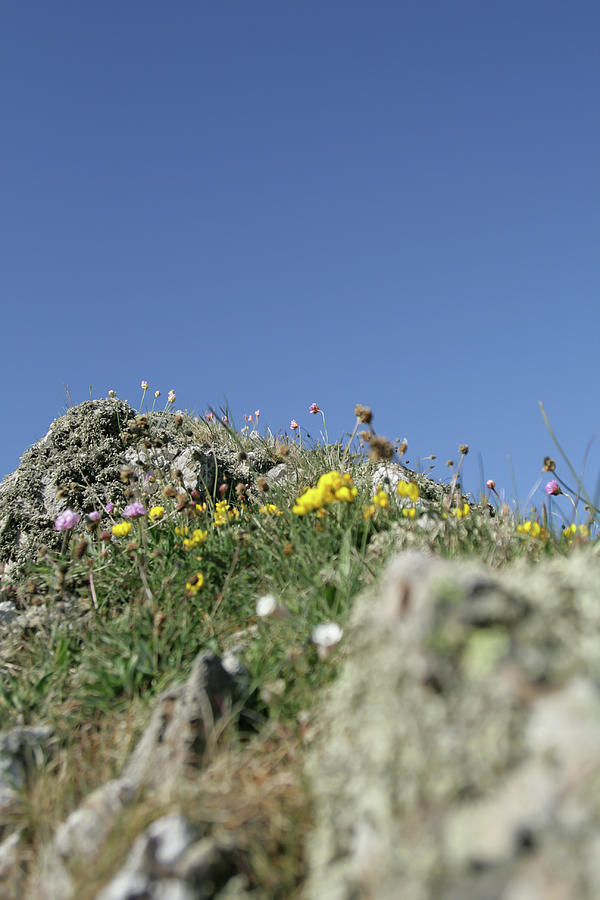 Monochrome Wildflowers And Rocks In Scotland Photograph