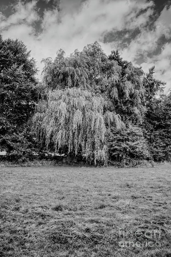 Monochrome Willow tree, Alkington Woods Photograph by Pics By Tony