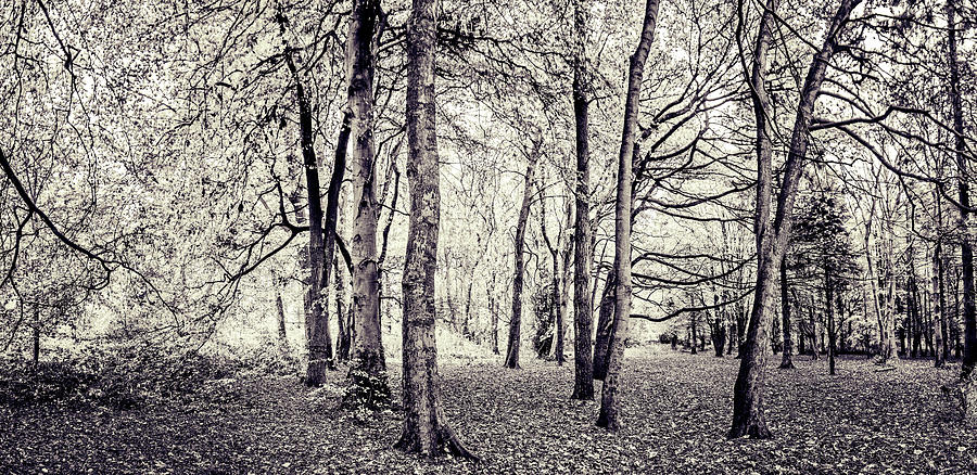 Monochrome Woods 1 Photograph by Martyn Boyd