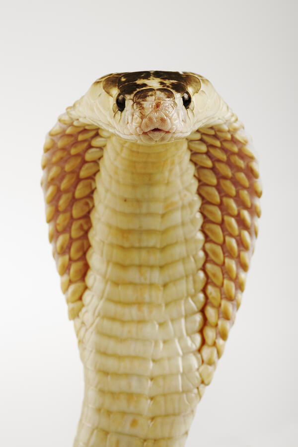 Monocle Cobra / Suphan (Naja kaouthia), close-up, front view Photograph by Martin Harvey