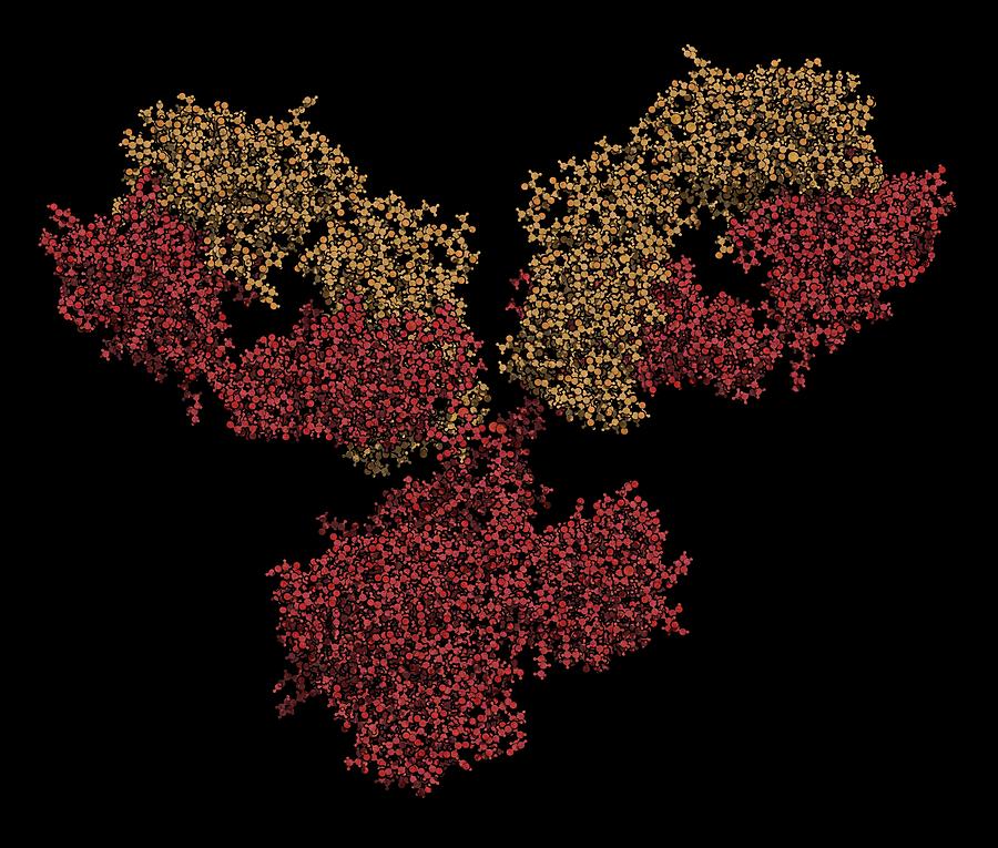 Monoclonal antibody IgG1 molecule, illustration Drawing by Molekuul