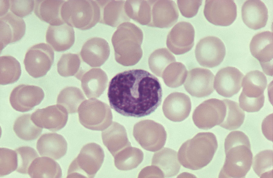 Monocyte (wbc) & Red Blood Cells. Phagocyte - Converted To Macrophage. 500x Photograph by Ed Reschke