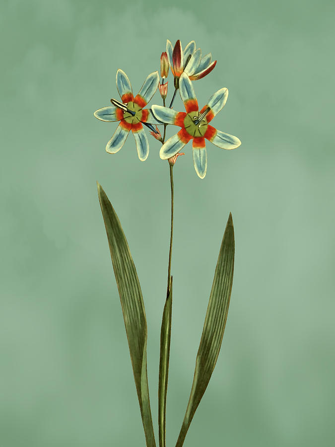Monodelphous Ixia Flower on Misty Green With Dry Brush Effect Mixed Media by Movie Poster Prints