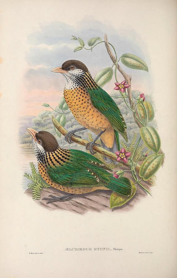 Monograph Of The Paradiseidae Or Birds Of Paradise And Ptilonorhynchida 035 Painting