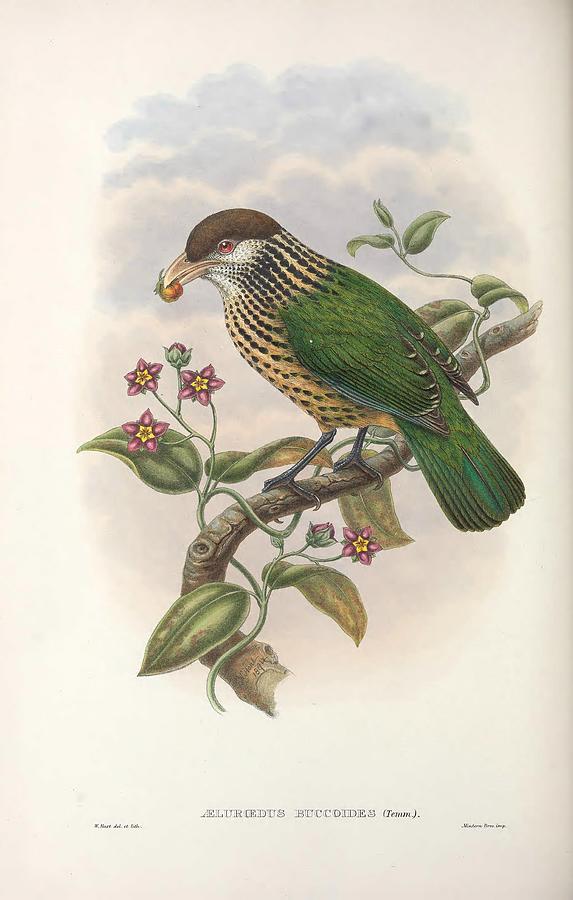 Monograph Of The Paradiseidae Or Birds Of Paradise And Ptilonorhynchida 080 Painting