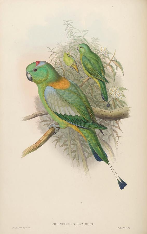 Monograph Of The Paradiseidae Or Birds Of Paradise And Ptilonorhynchida 137 Painting