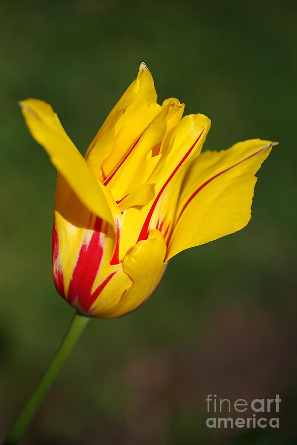 Monsella Tulip Photograph by Joy Watson