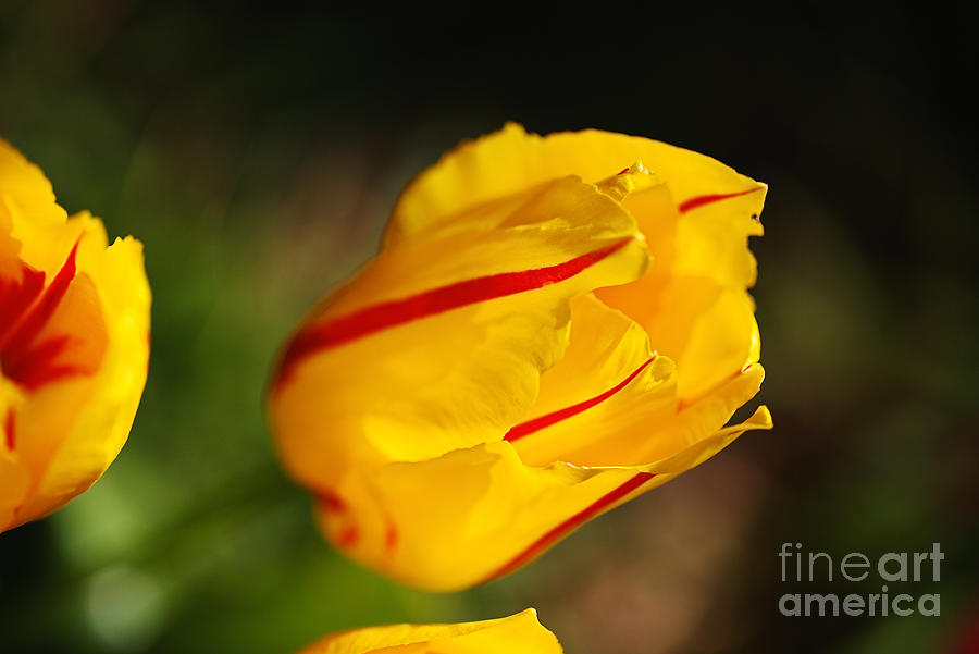 Monsella Tulips Photograph by Joy Watson