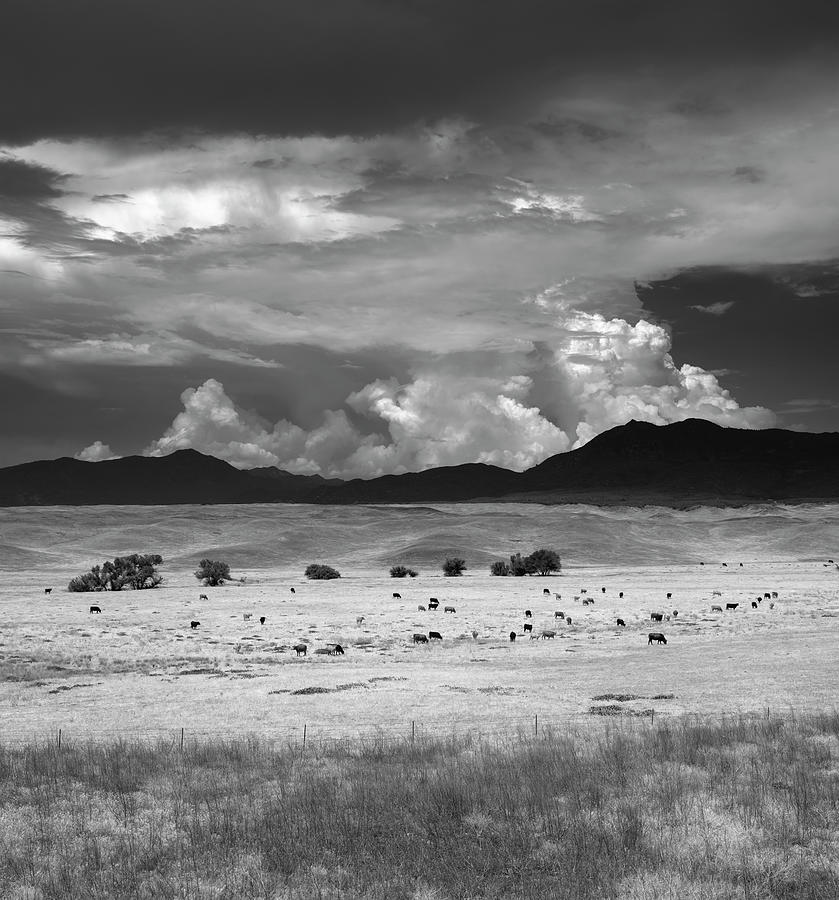San Diego Photograph - Monsoon Clouds and Cows at Warner Springs by William Dunigan
